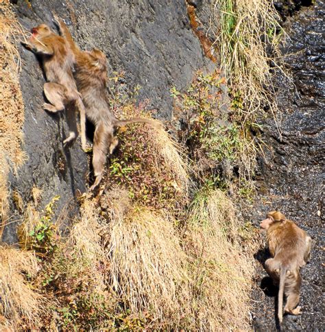 Nepal’s Assam Macaque Is Its Own Beast