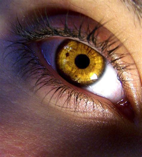 Pin by JM Kim on Beautiful Eyes | Aesthetic eyes, Amber eyes, Gold eyes