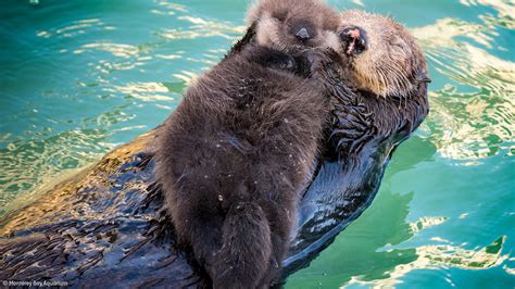 Sea otter gives birth to pup in front of visitors to Monterey Bay ...