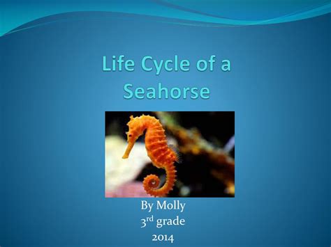 Seahorse Life Cycle Diagram