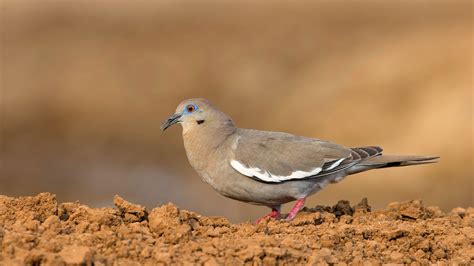 White-winged Dove | Audubon Field Guide