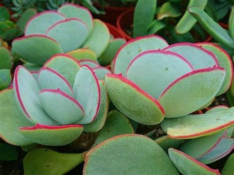 Cotyledon orbiculata 'Hakubi' - World of Succulents | Succulents ...