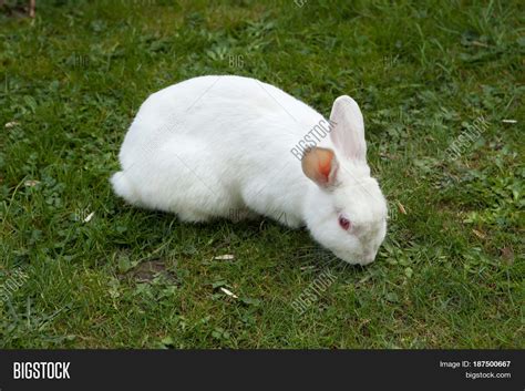 White rabbit. Albino laboratory animal of the domestic rabbit ...