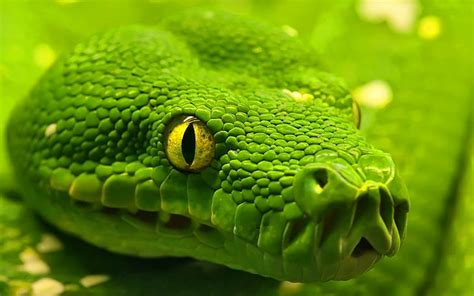 HD wallpaper: animals nature snake green yellow eyes macro depth of ...