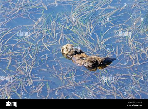 Sea Otter Pup sleeping alone in seaweed Stock Photo - Alamy