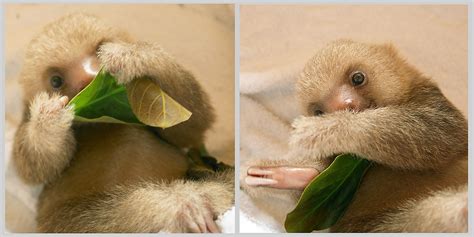 Baby-Sloth (2) / Costa Rica Foto & Bild | north america, central ...