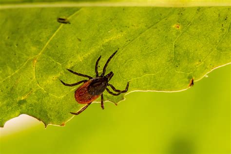 Vector Borne Disease — Central Connecticut Health District