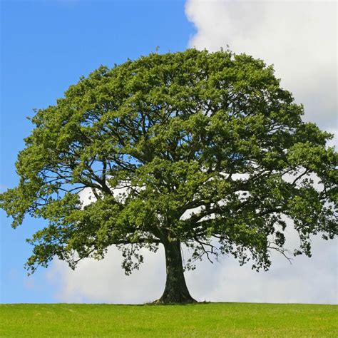 Oak Tree Urn, Cremation Oak, Turn Into An Oak Tree, Bio Urn Oak Tree ...