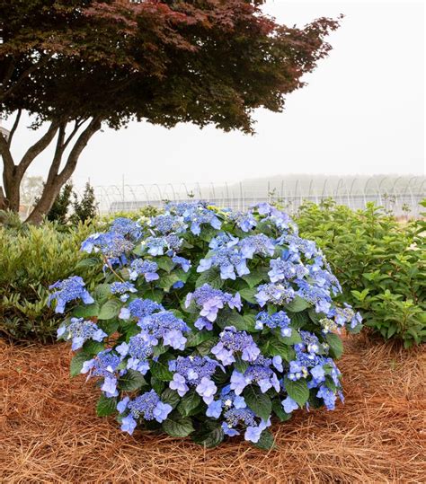 Pop Star® Bigleaf Hydrangea