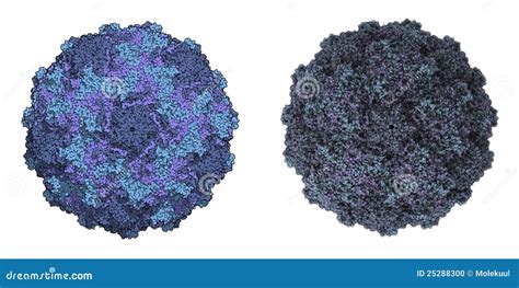 Human Rhinovirus Stock Photo - Image: 25288300