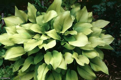 Hostas for Sun | HGTV