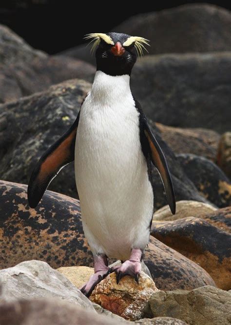 Fiordland penguin | Eudyptus pachyrhynchus (With images) | Crested ...