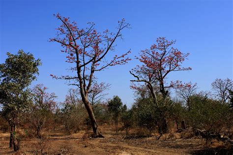 West Sudanian Savanna (AT20) | One Earth