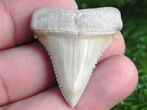 Fossil Chilean Great White Shark Tooth SINISTER HUNTING GREAT WHITE ...