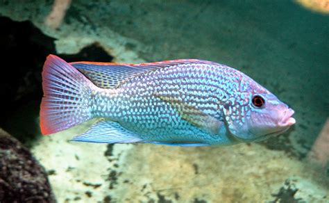 Oreochromis - Wikipedia