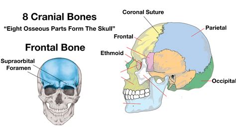 41 skull diagram labeled