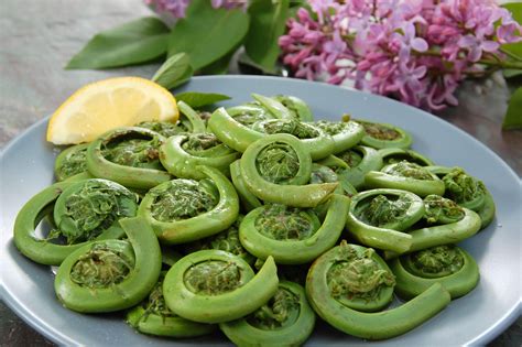 Where can you find fiddleheads? : Guelph