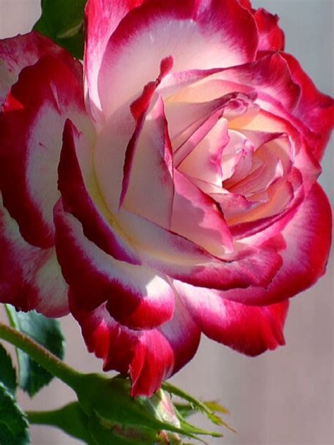 Pin by Lucille Nuanes on Flowers-Roses | Beautiful rose flowers, Hybrid ...