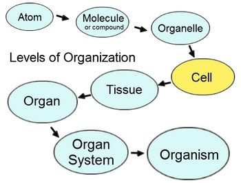 Anatomy and Physiology