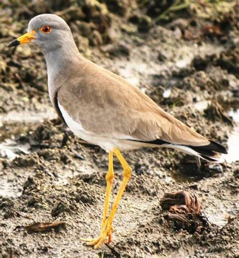 Grey-headed lapwing photos | Birds of India | Bird World