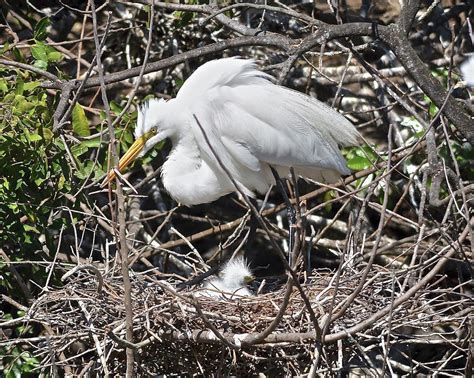 Nesting Great Egret With Chick Photograph by Carol Bradley - Fine Art ...