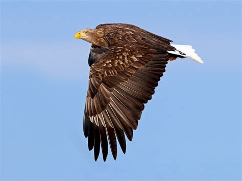 White Tailed Eagle