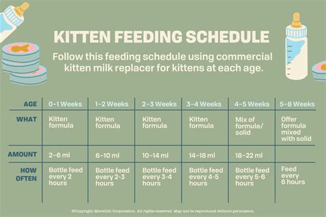 4 6 Week Old Kitten Care / How Long Can Newborn Kittens Survive Without ...