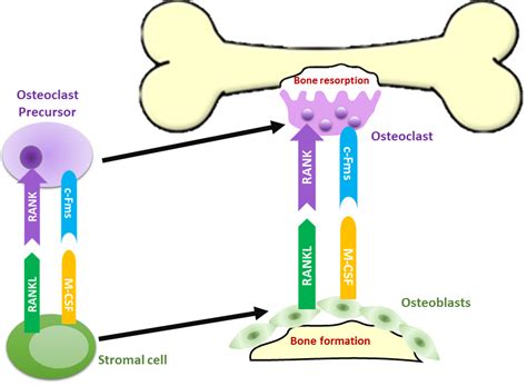 Estrogen Deficiency and Osteoporosis | IntechOpen