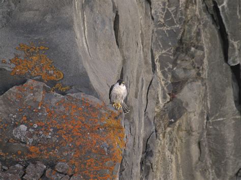 Peregrine Falcon (Falco peregrinus) in Explore Raptors: Facts, habitat ...