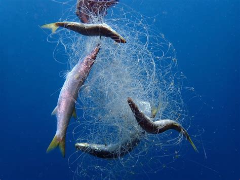 Ghost Fishing Gear: A Major Source of Marine Plastic Pollution - HillNotes