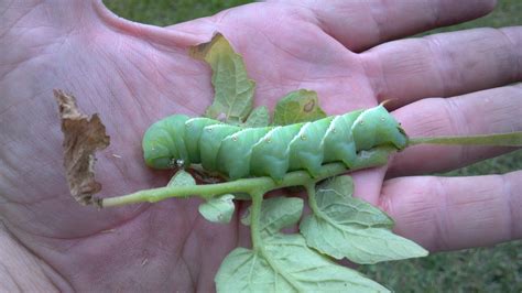 Connecticut Garden Journal: Attack of the Tomato Hornworms ...