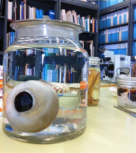 Why the giant squid eye? | Deep Sea News