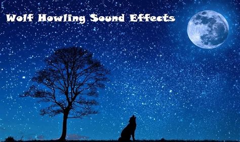 Find Wolf Howling Sound Effect