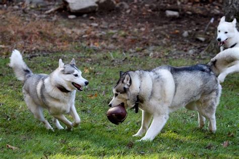 Siberian Husky version of The Super Bowl XLVIII. Huskies playing with a ...