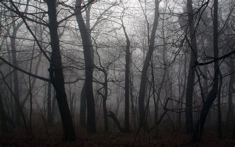 Dark Scary Forest Wallpapers - Top Free Dark Scary Forest Backgrounds ...