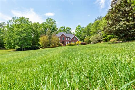 Tall Fescue Grass - How To Grow And Care For Tall Fescue In The Lawn