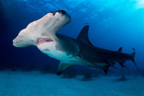 Great hammerhead shark: habitat and characteristics