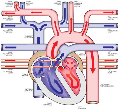 Printable Blood Flow Through The Heart Diagram - bmp-point