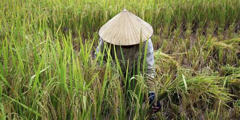 Rice Worker ,headdress of a Bamboo Hat, ,harvesting Rice Stock Image ...