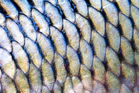 Scale of fish stock image. Image of full, tail, close - 13172411