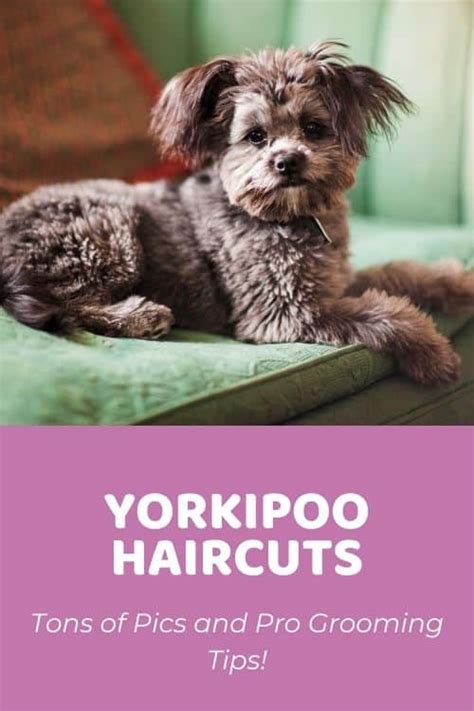 Top Yorkiepoo Haircuts (With Pics!) & DIY Grooming Tips