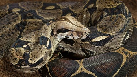 Six-foot boa constrictor 'on the loose' in Essex