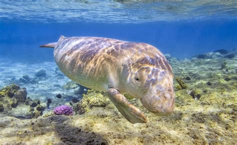 Nation gets its first Dugong Conservation Reserve in Tamil Nadu