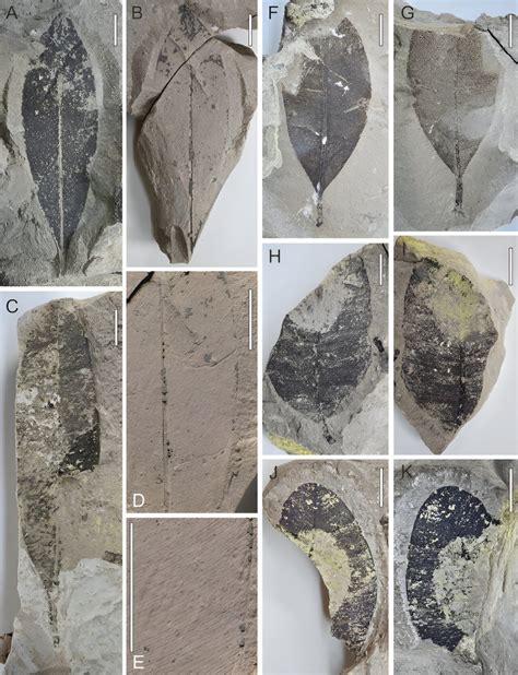 First macrofossil record of Calophyllum in Thailand reported