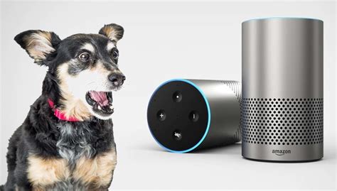 16 Alexa Skills for Dog Owners and How Amazon Echo Can Help Dogs