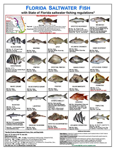 Buy Tackle Box I.D. Florida Saltwater Fish Identification Card Set ...