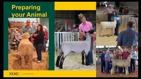 North Dakota 4-H Sheep Showmanship Virtual Clinic - YouTube