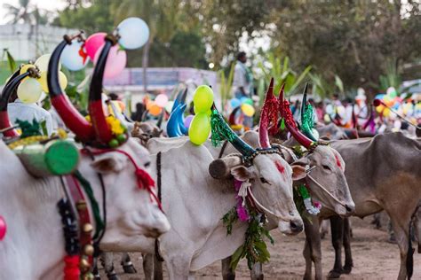 Photo Gallery: 13 Pongal Festival Pictures in Tamil Nadu