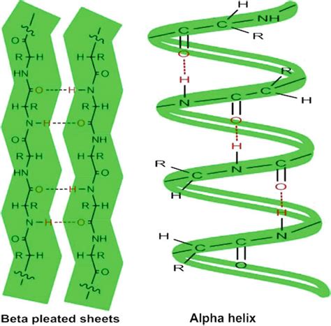 The Difference Between Alpha And Beta Sheets