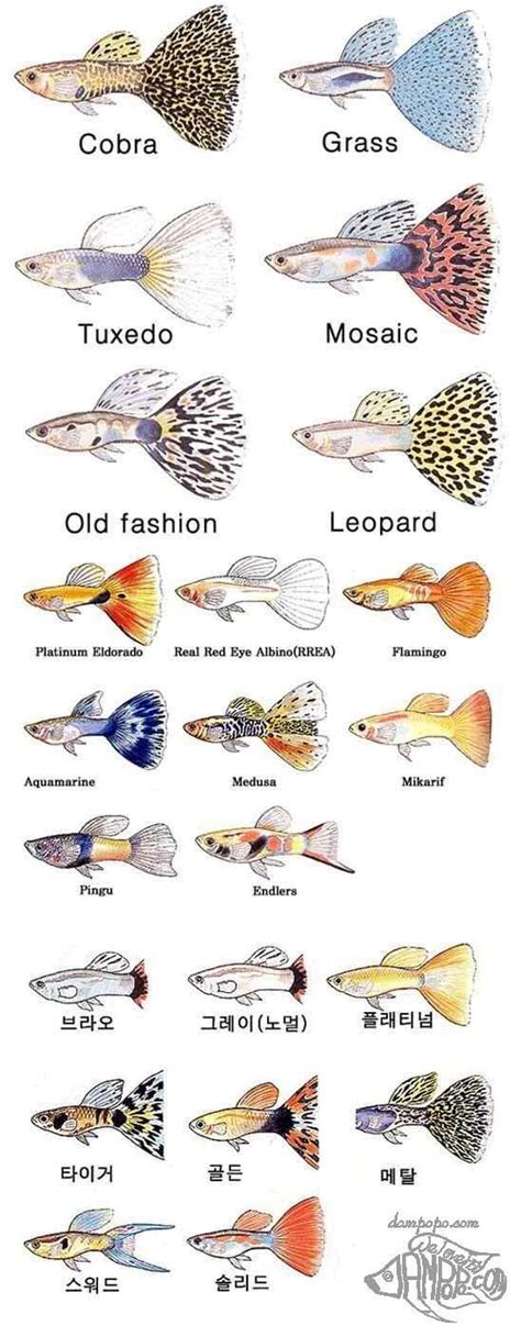 √ 35+ Different Types of Guppies In The World ( with Beautiful Pictures ...